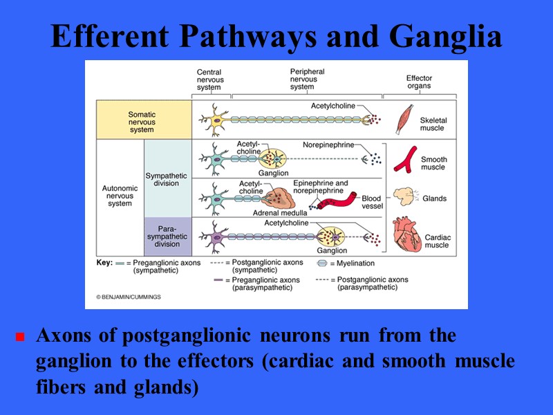 Efferent Pathways and Ganglia Axons of postganglionic neurons run from the ganglion to the